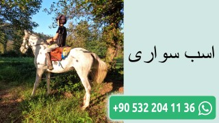 اسب سواری
